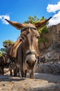 Donkey taxi Ã¢â¬â donkeys used to carry tourists to Acropolis of L Royalty Free Stock Photo